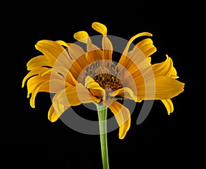 yellow daisy on a black background