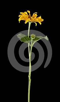 yellow daisy on a black background