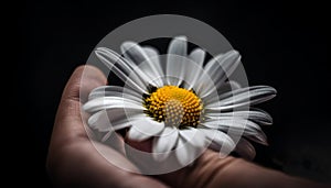 A yellow daisy in a black background represents beauty in nature generated by AI