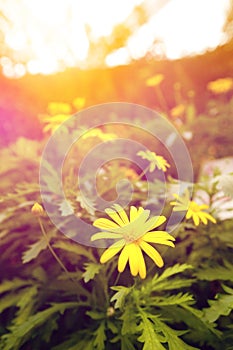 Yellow daisy blossom in the garden in early sunrise