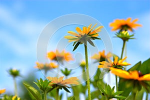 Yellow daisy with blue sky background