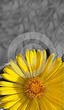Yellow Daisy bright yellow closeup vertical layout