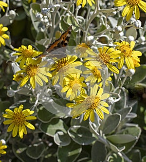 a yellow daisy bush flower with small tortoiseshell butterfly