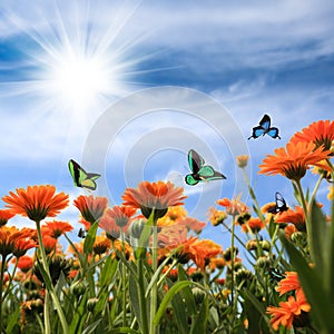 Yellow daisy with butterflies