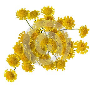 Yellow Daisy or chamomile flower bouquet isolated on white background