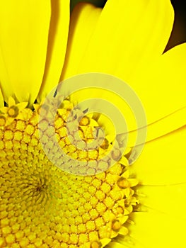 Yellow daisy closeup