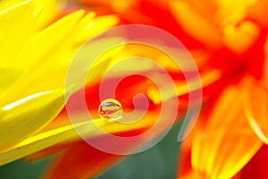 Yellow daisy colors in water drops (2)