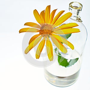 Yellow daisy. Flask with two necks.