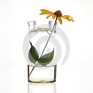 Yellow daisy. Flask with two necks. The glass bulb.