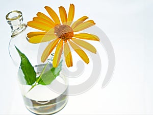 Yellow daisy. Flask with two necks. The glass bulb. Chemical flask. Chemical vessels. Glassware