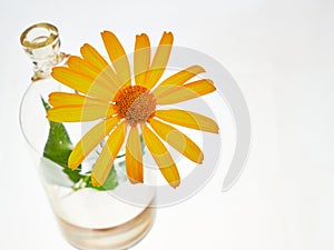 Yellow daisy. Flask with two necks. The glass bulb. Chemical flask. Chemical vessels. Glassware