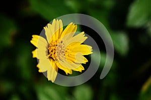 Yellow daisy floral top view nature pattern selective focus