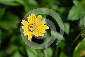 Yellow daisy floral top view nature pattern selective focus