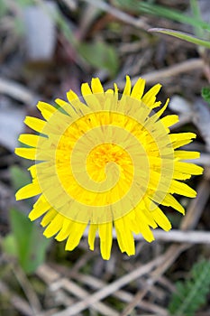 Yellow daisy flower