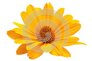 Yellow daisy flower