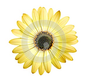 Yellow daisy flower