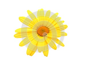 Yellow daisy flower