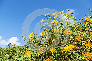 Yellow daisy flower against blue sky