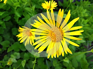Yellow Daisy flower. Background of nature