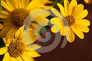 yellow daisy flower in a bouquet macro photo
