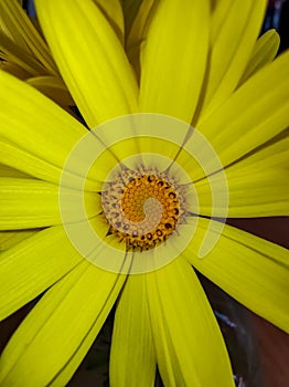 Yellow daisy flower closeup