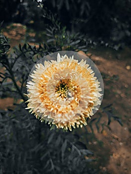 Yellow Daisy flower with fine seeds in the middle and a green background