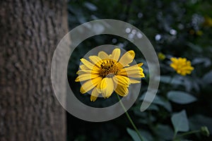 Yellow daisy flower in the garden