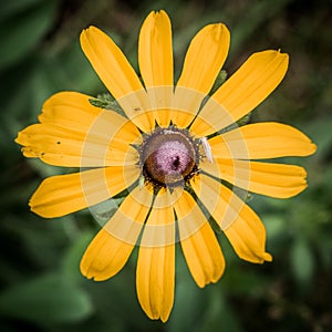 Yellow Daisy Flower