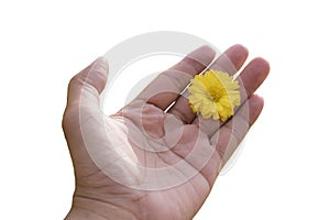 Yellow Daisy flower in hand