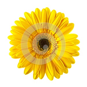 Yellow daisy flower isolated