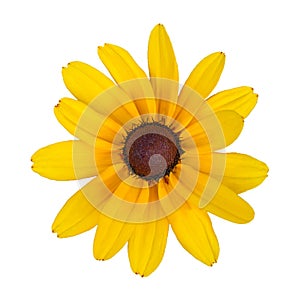 Yellow daisy flower, isolated on a white