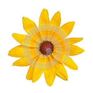 Yellow daisy flower, isolated on a white