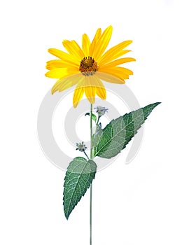 Yellow daisy flower isolated on white