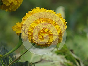 Yellow daisy flower isolated on white background