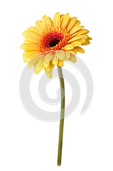 Yellow daisy flower isolated on white