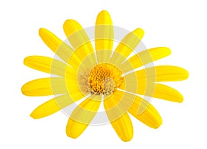 Yellow Daisy