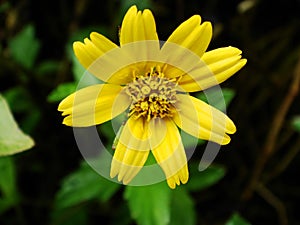 Yellow Daisy Flower Macro Close Up