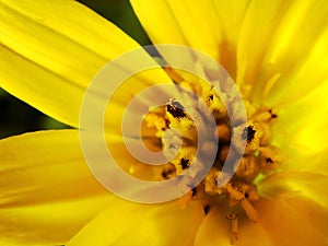 Yellow Daisy Flower Macro Close Up