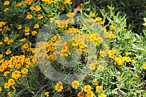 Yellow daisy flower in nature