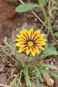 Yellow daisy flower in nature.