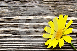Yellow daisy flower over wood