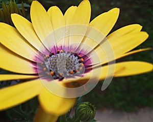 Yellow daisy flower with raindrops