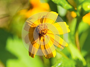 Yellow daisy flower in sunny flowerbed. Summer garden macro photo
