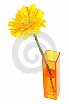 Yellow daisy flower in a vase