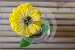 A yellow daisy flower.