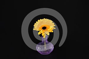 Yellow daisy flower in a vase