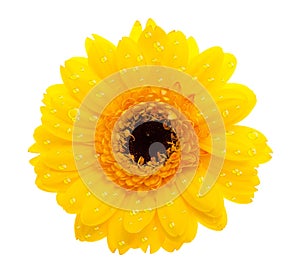 Yellow daisy flower with waterdrops