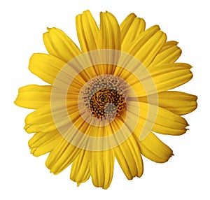 Yellow daisy flower on a white isolated background with clipping path. Flower for design, texture, postcard, wrapper. Closeup.