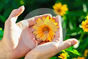 A yellow Daisy flower in your hand between your fingers on a blurry green background. Camomile in the hands of a close-up. Bright