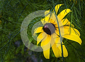 Yellow daisy flowers